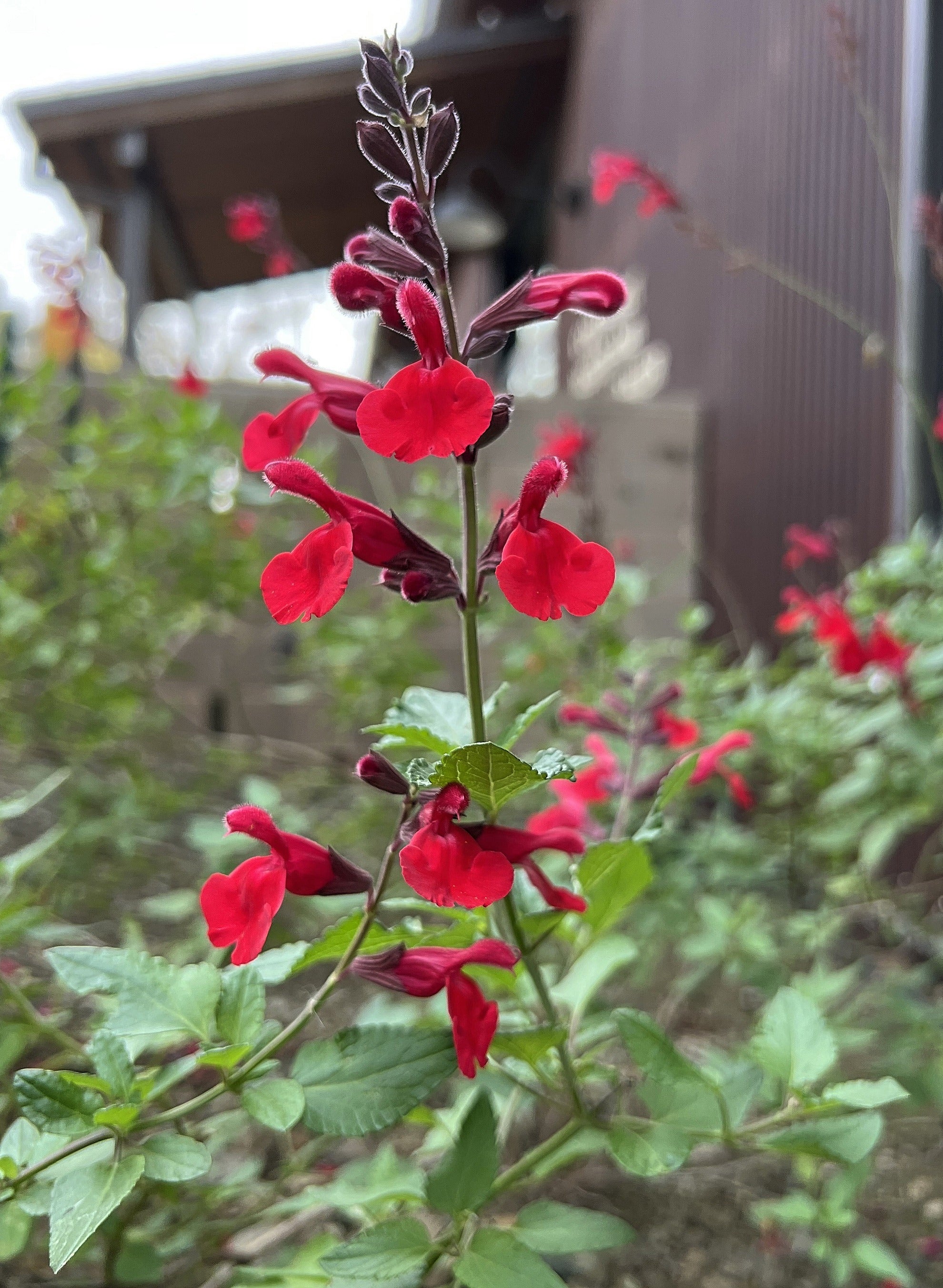 Salvia x 'John Whittlesey' – Shrubby Sage