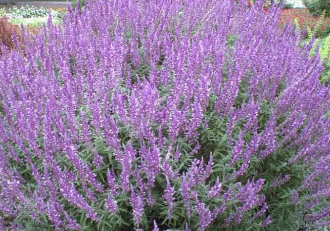 Salvia leucantha 'Santa Barbara' – Dwarf Mexican Bush Sage