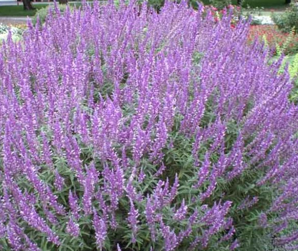 Salvia leucantha 'Santa Barbara' – Dwarf Mexican Bush Sage