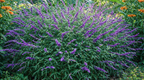 Salvia leucantha – Purple & White Mexican Bush Sage