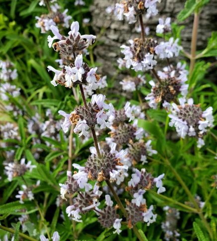 Salvia mellifera – Black Sage