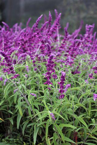 Salvia leucantha 'Midnight' – Mexican Bush Sage