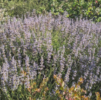 Salvia 'Mrs. Beard' – Cleveland Sage