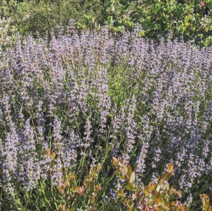 Salvia 'Mrs. Beard' – Cleveland Sage