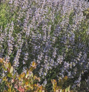Salvia 'Mrs. Beard' – Cleveland Sage