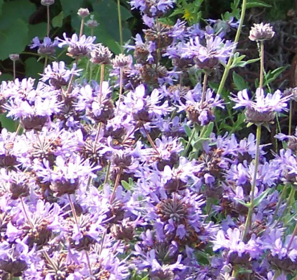 Salvia 'Mrs. Beard' – Cleveland Sage