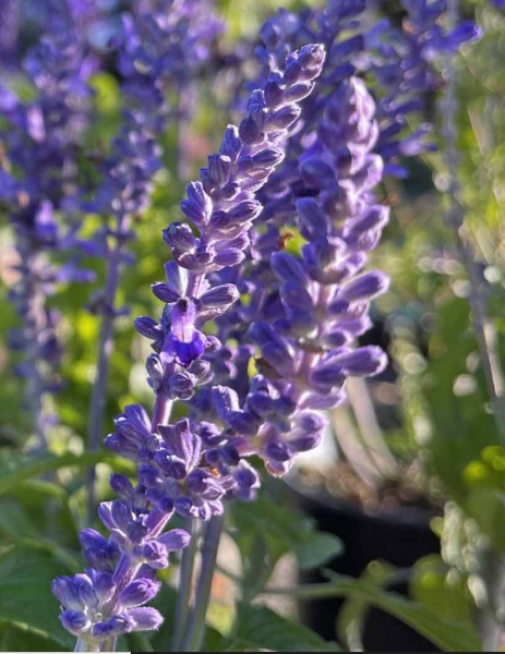 Salvia farinacea x longispicata ‘Mysty’ – Dwarf Mealycup Sage