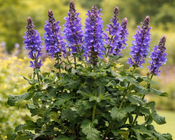 Salvia nemorosa 'Blue Marvel' – Meadow Sage