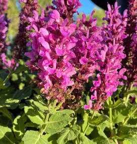 Salvia nemorosa 'Rose Marvel' – Meadow Sage