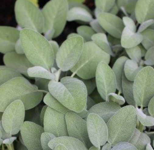 Salvia officinalis 'Berggarten' – Common Sage
