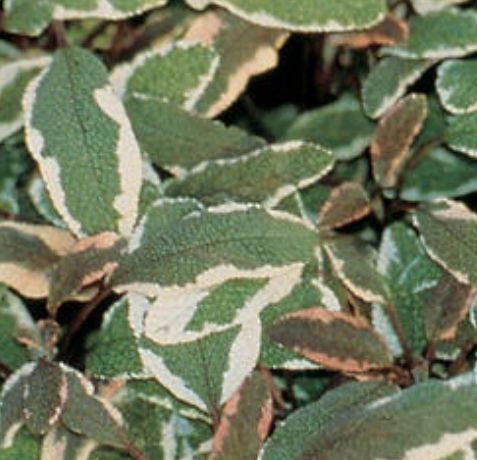 Salvia officinalis 'Tricolor' – Tricolor Garden Sage