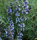 Salvia clevelandii 'Pacific Blue' – Cleveland Sage