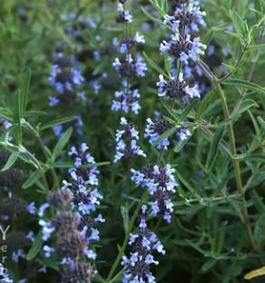 Salvia clevelandii 'Pacific Blue' – Cleveland Sage