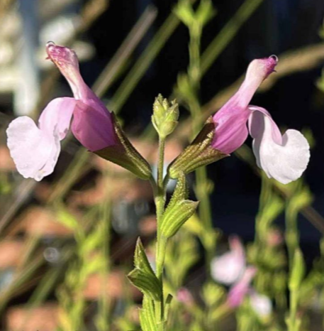 Salvia 'Playa Rosa' – Greggii Hybrid Sage