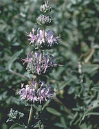 Salvia leucophylla 'Point Sal' – Purple Sage