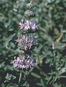Salvia leucophylla 'Point Sal' – Purple Sage