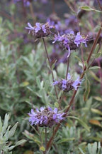Salvia clevelandii x 'Pozo Blue' – Pozo Blue Sage