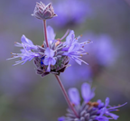 Salvia clevelandii x 'Pozo Blue' – Pozo Blue Sage