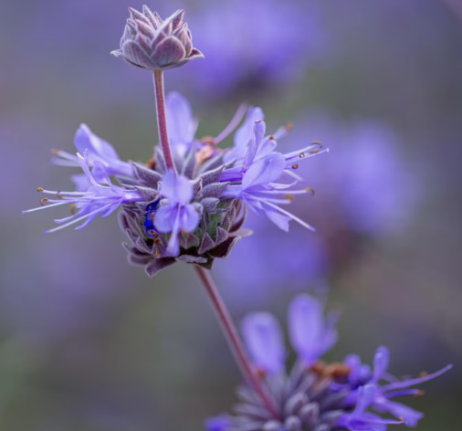 Salvia clevelandii x 'Pozo Blue' – Pozo Blue Sage