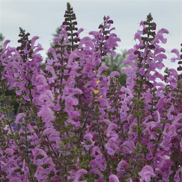 Salvia pratensis 'Fashion Moulin Rouge' – Meadow Sage