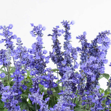 Salvia farinacea 'Sallyfun Deep Ocean' – Mealycup Sage