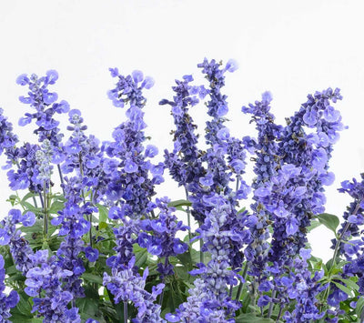 Salvia farinacea 'Sallyfun Deep Ocean' – Mealycup Sage