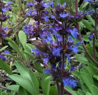 Salvia sonomensis – Creeping Sage
