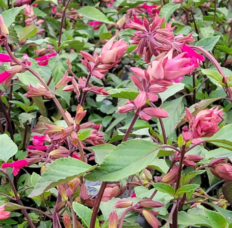 Salvia 'Wendy’s Wish' – Hybrid Sage