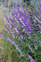 Salvia leucantha – Purple & White Mexican Bush Sage