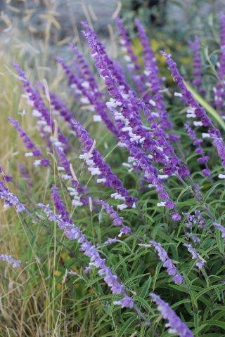 Salvia leucantha – Purple & White Mexican Bush Sage