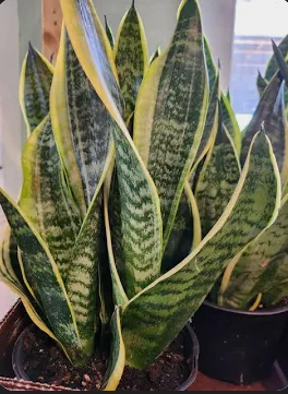 Sansevieria trifasciata 'Futura Superba' – Snake Plant