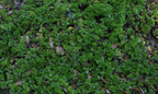 Satureja douglasii 'Indian Mint' – Yerba Buena