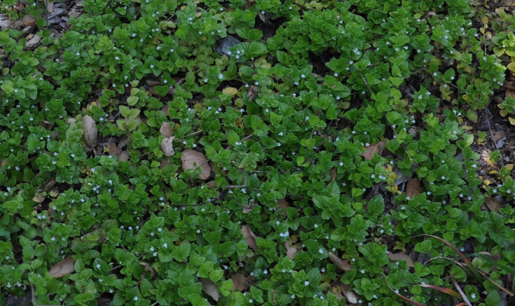 Satureja douglasii 'Indian Mint' – Yerba Buena