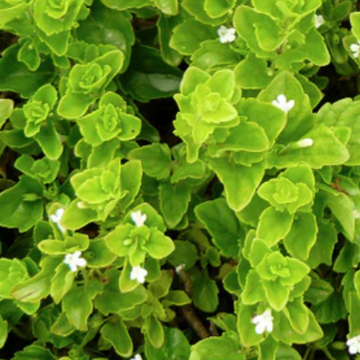 Satureja douglasii 'Indian Mint' – Yerba Buena