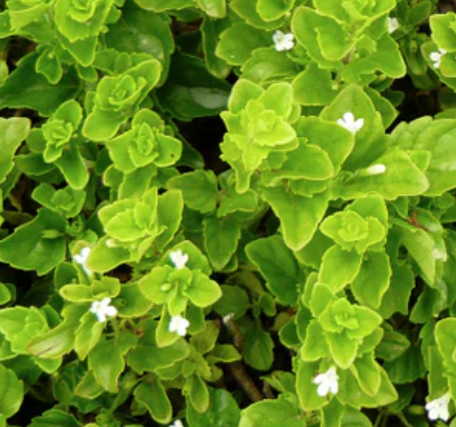 Satureja douglasii 'Indian Mint' – Yerba Buena