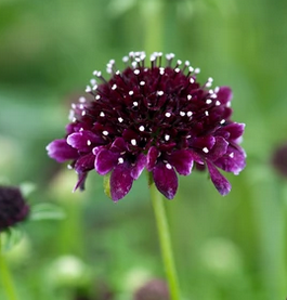 Scabiosa 'Barocca' – Pincushion Flower
