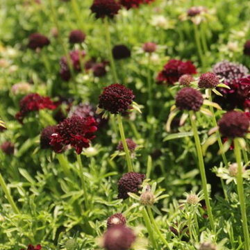 Scabiosa 'Barocca' – Pincushion Flower