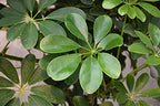 SCHEFFLERA arboricola 'Rainshade' (Green Umbrella Plant)