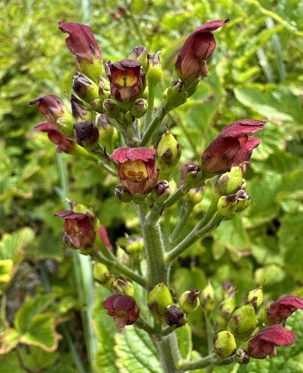 Scrophularia californica – California Figwort