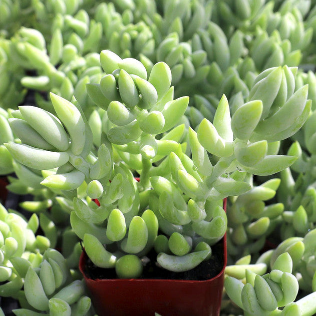 Sedum morganianum – Burro's Tail