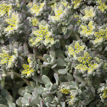 Sedum spathulifolium 'Cape Blanco' – Stonecrop