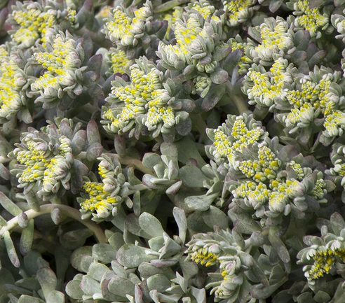 Sedum spathulifolium 'Cape Blanco' – Stonecrop