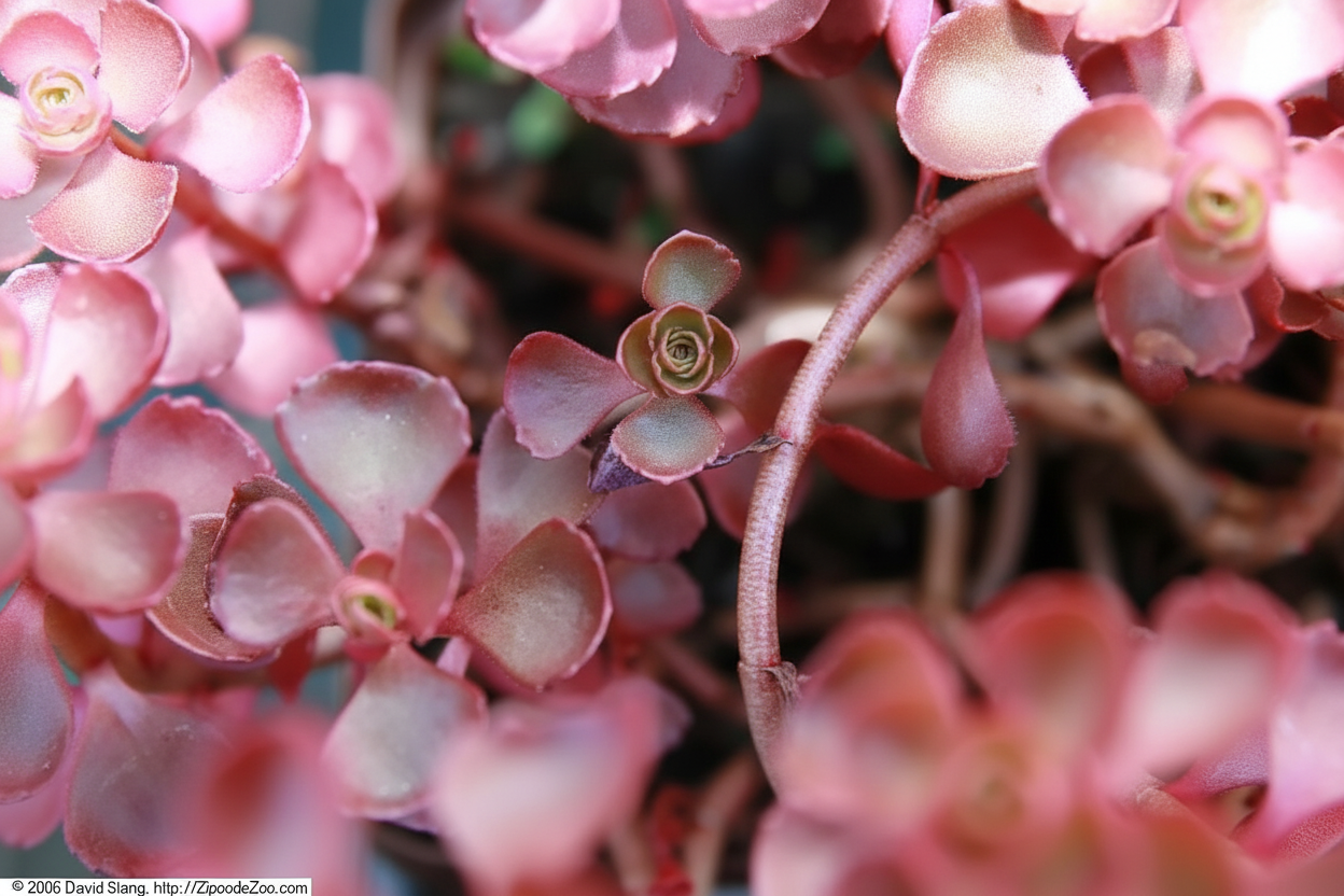 Sedum spurium 'Voodoo' – enhanced