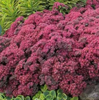 Sedum SunSparkler 'Dazzleberry' – Stonecrop