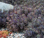 Sedum SunSparkler 'Dazzleberry' – Stonecrop