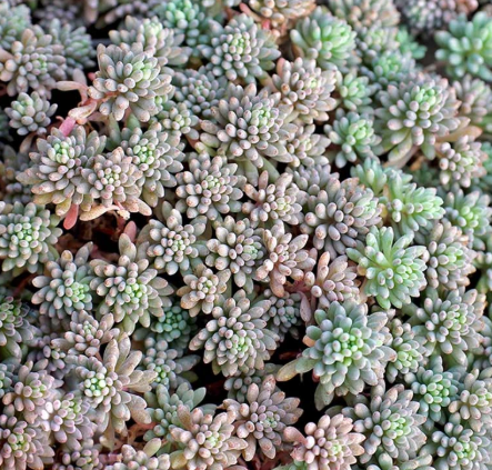 Sedum 'Blue Carpet' – Stonecrop