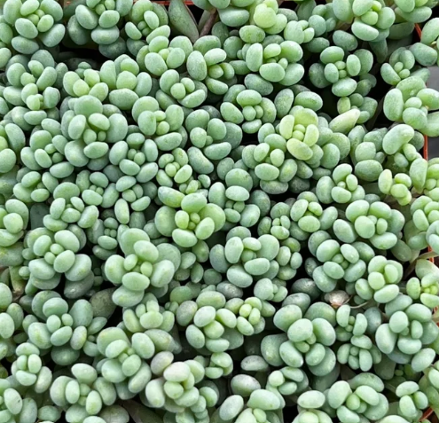 Sedum dasyphyllum 'Major' – Corsican Stonecrop