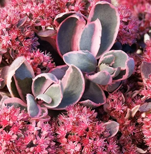 Sedum 'Dream Dazzler' – Stonecrop