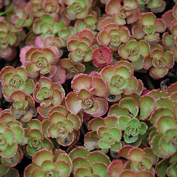 Sedum spurium 'Fuldaglut' – Stonecrop