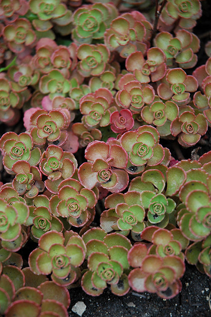Sedum spurium 'Fuldaglut' – Stonecrop